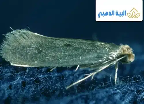 كيفية التخلص من حشرة العتة