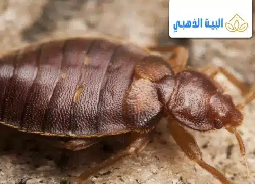 علاج البق في المراتب