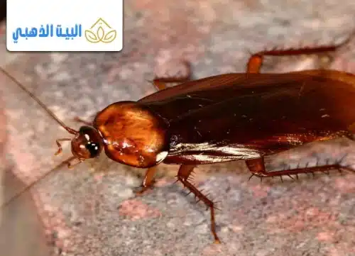 كيفية التخلص من الصراصير الصغيرة